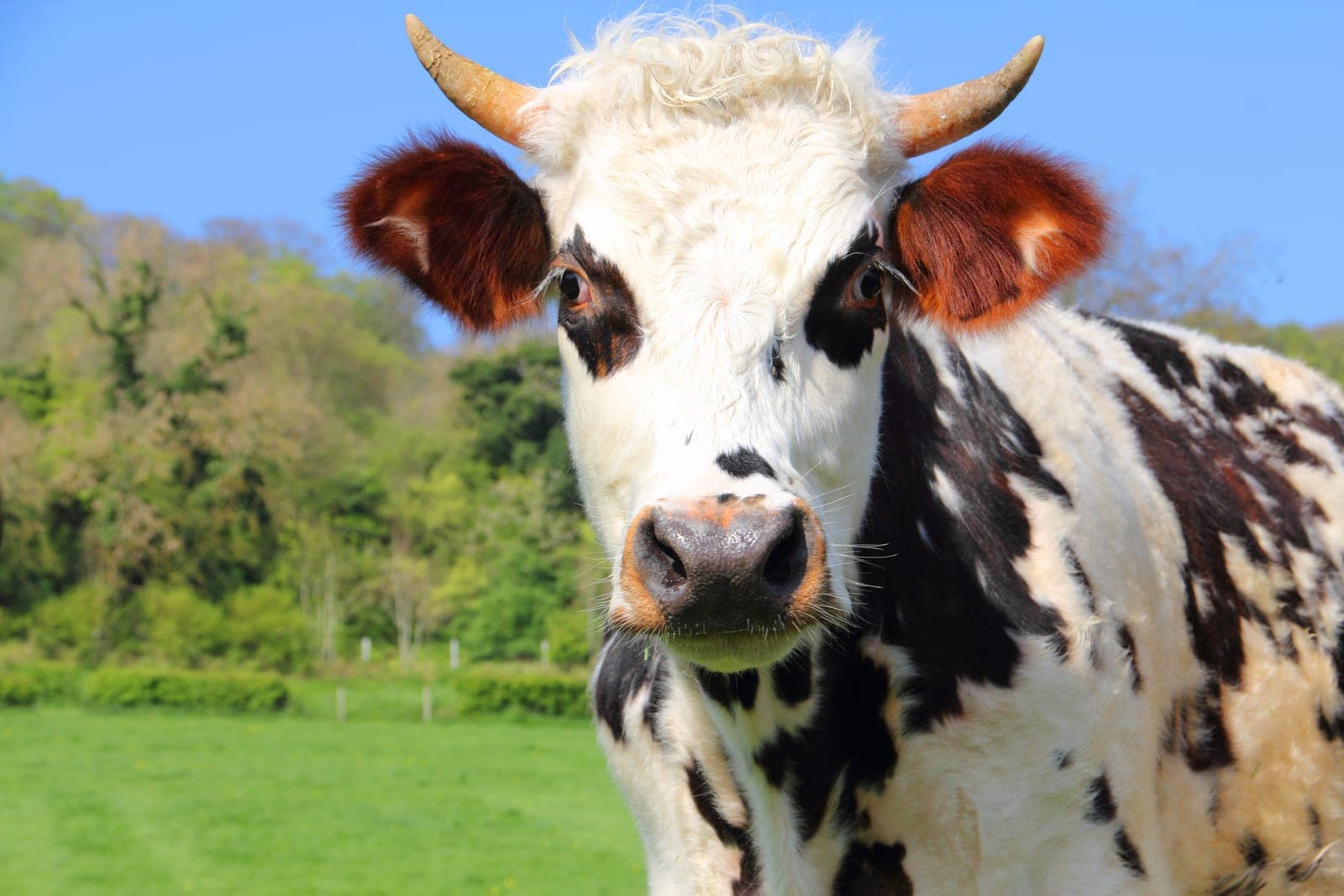 Une vache normande dans un pré, sous le soleil